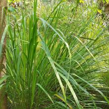 Lemongrass Seeds Lemon Grasss Mosquito Non GMO - SEED - View 3