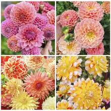 30+ Dahlia Hybrid Flower Seeds, Dahlia Flower Seeds For Plant Plants Live   Vegetable Seeds Seeds Hosta Plants Live Plants Plants Gardening Flower Seeds Plant Flowers For Outside Semillas De Flores Para Sembrar Gardening  All  Live Plants Not Seeds Live Plants  Plants For Outside Mosquito Repellent Outdoor Garden Perennial Plants Seeds For Planting Live Plants  Not Seeds Perennial Flower Seeds Plant Seeds