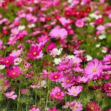 221 pièces Mélange de graines de fleurs sauvages tout-en-un, variété abondante de vivaces pour des fleurs de jardin vibrantes, plantes sur, graines de légumes, plantes hosta, graines de fleurs de jardin, plantes pour l'extérieur, graines de fleurs à semer, jardin, toutes les plantes pour l'extérieur, répulsif à moustiques, plantes de jardin pour l'extérieur, graines de fleurs vivaces à planter, graines de plantes