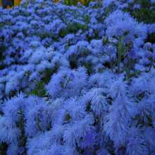 100 Seeds-Blue Floss Flower Seeds-Dwarf Blue-True Blue-Ageratum Houstonianum- Blueweed-Mexican Paintbrush-Beautiful And Fluffy Annual-Pv123