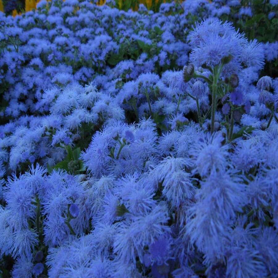 100 Seeds-Blue Floss Flower Seeds-Dwarf Blue-True Blue-Ageratum Houstonianum- Blueweed-Mexican Paintbrush-Beautiful And Fluffy Annual-Pv123