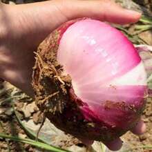 Balcony-Friendly Onion And Vegetable Garden Seeds For Indoor Plants, Live  Vegetable Seeds, Hosta Plants, Live Plants, Garden Plants, Flower Seeds, Plant Flowers For Outdoor, Semillas De Flores Para Sembrar, Garden , All S, Live Plants, No Seeds, Live Plants,  Plants For Outdoor, Mosquito Repellent For The Garden, Perennial Plants, Seeds For Planting, Live Plants, , No Seeds, Perennial Flower Seeds, Plant Seeds