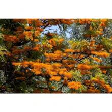35 Silk Oak Orange Flowers Southern Silver Oak Grevillea Robusta Seeds