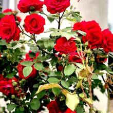 130 Pieces Rose Planting, Garden Decoration, Outdoor Flower Planting, Fruit And Vegetable Lovers, Warm And Comfortable Gifts From Nature