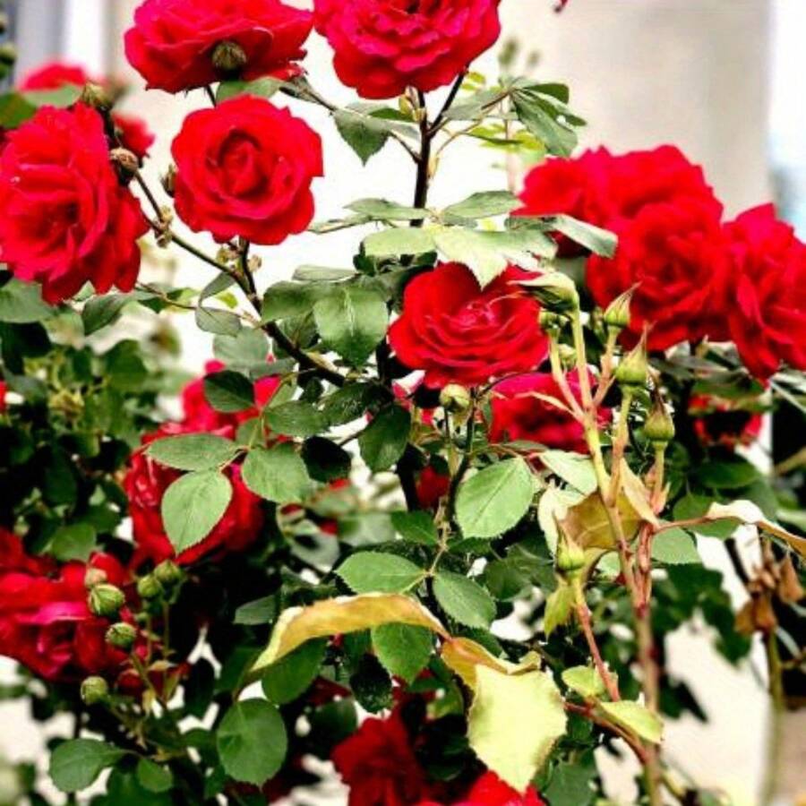 130 Pieces Rose Planting, Garden Decoration, Outdoor Flower Planting, Fruit And Vegetable Lovers, Warm And Comfortable Gifts From Nature