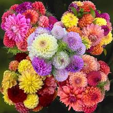 20+ Seeds Ultimate Dinnerplate Collection Dahlia Seeds - Perennial - Open-Pollinating - Fast Growing - Clumping - Plant In Spring D037 - SEED - View 5