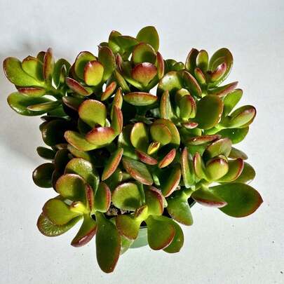Active Succulent Crosby Baby Jade Home Decoration Live Plant Suitable For Indoor Or Outdoor Space 606 ,Fruitful Variety Seed Assortment,High Germination Rates