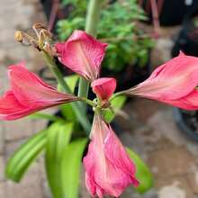 Deep Pink Hue Amaryllis - 20 SEEDS