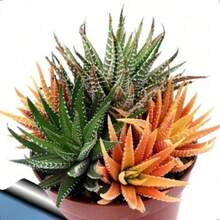 150 Pieces Aloe Vera Seeds Rare Herb Seeds Cosmetic Bonsai Succulent Seeds