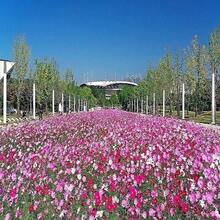 350 COSMOS SENSATION MIX Colors Cosmos Bipinnatus Flower Seeds