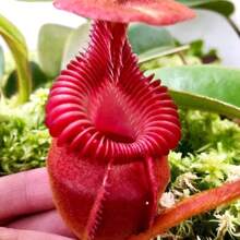 100 Carnivorous Plant Seeds For Home Gardening