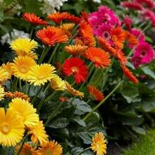 Gerbera Flower Seeds Mix For Planting Home Garden Flower Seeds - 1 - View 3