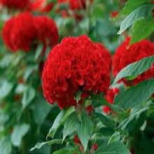 Celosia Chief Persimmon Flower Seed 25 - SEED - View 2
