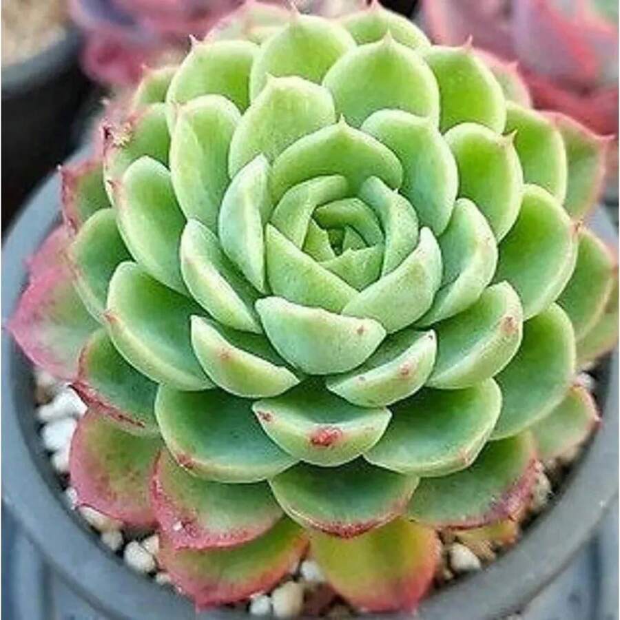 4in Live Succulent Plants Indoor Plant Outdoor Garden Decorat Plants Live   Vegetable Seeds Seeds Hosta Plants Live Plants Plants Gardening Flower Seeds Plant Flowers For Outside Semillas De Flores Para Sembrar Gardening  All  Live Plants Not Seeds Live Plants  Plants For Outside Mosquito Repellent Outdoor Garden Perennial Plants Seeds For Planting Live Plants  Not Seeds Perennial Flower Seeds Plant Seeds