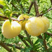 200 Pcs Plum Seeds Fruit Tree Seedlings Rose Plum New Variety Prune Red Heart Sugar Southern Northern Planting Grafted Plum Seedlings Seeds