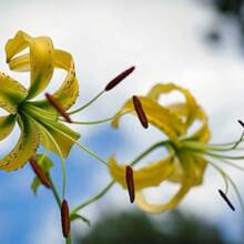 There Is Lilium Henryi.Citranum Tiger Lily 100 Seeds - Variant1 - View 3