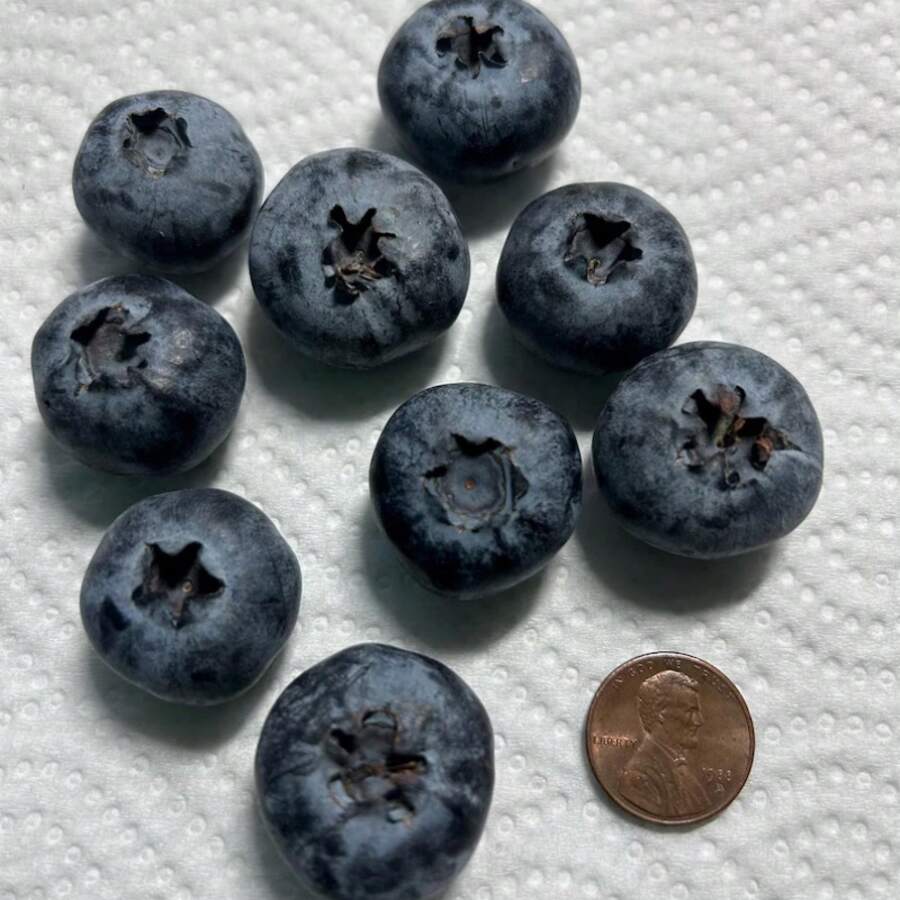 500seeds Giant Peruvian Blueberry Seeds Jumbo Size Fruit Blueberry Seeds Southern Highbush Blueberry Sweet Fruit Delicious Fruit Seeds Seeds