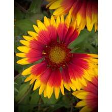 100 Tianren Chrysanthemum Seeds Potted Plant Seeds Tree Seedlings Decoration 1000 Chrysanthemum Seeds Suitable For Planting, Perennial Flower Seeds Non GMO Traditional Seeds Deep Red, Red, Pink, Yellow, Orange Chrysanthemums, Natural Fragrance, Air Purification, Uninterrupted Garden Pot Planting All Year Round - 100粒菊花種子 - 查看 5