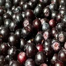 Evergreen Huckleberry Seeds - Vaccinium Ovatum - Delicious, Sweet, And Perennial