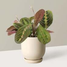 Calmative Plant Seeds Vibrant Red Lobelia Flowering Plant Inch Seedling Pots Big Bag Striped Seeds - 竹芋紅 - 查看 2