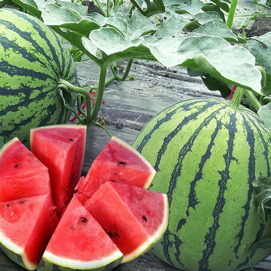 Park Seed Orange Crisp Hybrid Watermelon Seeds - 100Pcs - View 1