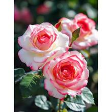 Klettermaniac Rose Seeds For Outdoor Planting, Amazing Decorative Perennial Heirloom Rose Flower Seeds, Long Bloom For Garden And House, Pollinator Friendly (Mix200)
