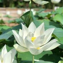 The Seeds Of Maverick SUPSEED 40 Mixed Colors Pot Lotus Seeds - Strange Water Chestnut Plant Seeds, Suitable For Pond Decoration And Home Gardening