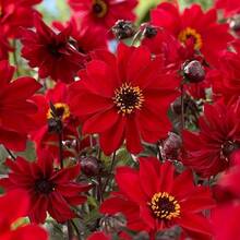 500 Pieces Dwarf Coreopsis Plains Wildflower Seeds For Outdoor Planting - Perennial Coreopsis Tinctoria Plants Bloom Garden Home Non-GMO Heirloom Easy Plant