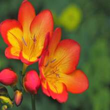 5 ROYAL CHAMPION Mix FREESIA Colors Pink Blue Purple Yellow Red Orange Flower Seeds - 種子 - 查看 4