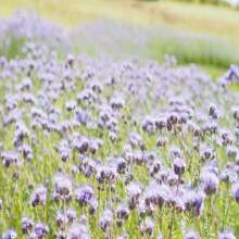 Phacelia Herb Organic Seeds, 250+ Count Phacelia Phacelia Seeds, Home Gardening, High Germination, For Garden And Pot, Phacelia Tanacetifolia