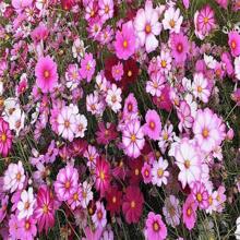 350 COSMOS SENSATION MIX Colors Cosmos Bipinnatus Flower Seeds