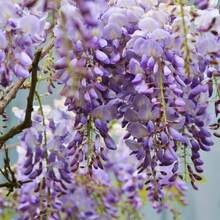 The Seeds Of Maverick SUPSEED 20 Purple Vine Seeds, Suitable For Planting - Beautiful Flower Vines.