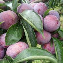 Free Extra 500 Seeds/American Apricot Plum Tree Seedlings American Dinosaur Egg Pl Plants Live   Vegetable Seeds Seeds Hosta Plants Live Plants Plants Gardening Flower Seeds Plant Flowers For Outside Semillas De Flores Para Sembrar Gardening  All  Live Plants Not Seeds Live Plants  Plants For Outside Mosquito Repellent Outdoor Garden Perennial Plants Seeds For Planting Live Plants  Not Seeds Perennial Flower Seeds Plant Seeds