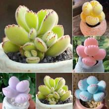 200 Pieces/Pack Succulent Bear Claw Plant Seeds Indoor Desktop Radiation-Plant - 綠熊男孩 - 查看 5