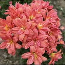 Seeds 2 Rain Lily B1ulbs TW91030113 - Variant1 - View 1