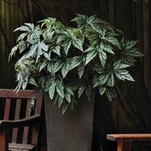 200 Pieces Free Shipping Suitable Multi-Year Perennial Begonia Seedlings Suitable For Indoor Or Outdoor Cultivation - 200 Seeds - View 3