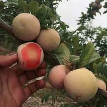 Free Extra 500 Seeds/American Apricot Plum Tree Seedlings American Dinosaur Egg Pl Plants Live   Vegetable Seeds Seeds Hosta Plants Live Plants Plants Gardening Flower Seeds Plant Flowers For Outside Semillas De Flores Para Sembrar Gardening  All  Live Plants Not Seeds Live Plants  Plants For Outside Mosquito Repellent Outdoor Garden Perennial Plants Seeds For Planting Live Plants  Not Seeds Perennial Flower Seeds Plant Seeds