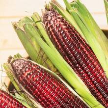 50 Bloody Butcher Traditional Seeds Non Gmo, Open Polation, Perforated With Bright Red Spots - Ur Corn For Cooking, Multi Functional Use - Option 1 - View 2