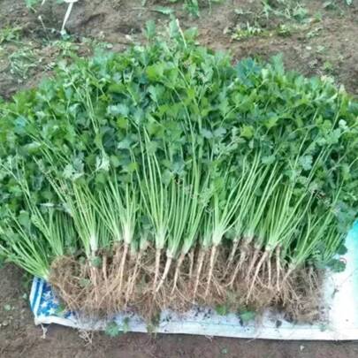 "Fresh Organic Coriander (Cilantro) Seeds - High Germination Rate - Non-GMO - Ideal For Home Gardening - Grow Your Own Fresh Herbs"