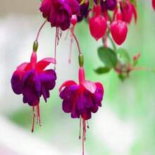 50 Pieces/Bag Fuchsia Seeds Potted Flower Seeds, Bonsai Seeds (No Tracking)