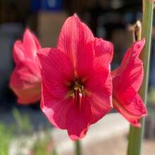 Deep Pink Hue Amaryllis - 20 SEEDS