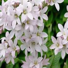 Campanula Lactiflora 'Loddon Anna' - Perennial - Bellflower - Cold Resistant - Clumping - Easy To Grow - Planting In Spring/Fall 8057 - SEED - View 3