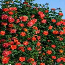 Climbing Fuchsia Roses - Choose The Color- 20 Seeds -Code381