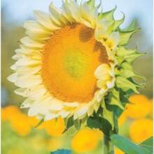 Gift 500 Pieces 50 Sunflower Seeds Sunflower Procut Lite White Cut Flower Seeds Helianthus Seeds F1 Hybrid - 變體1 - 查看 5