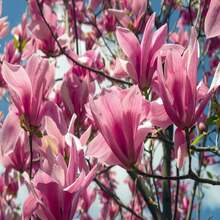 5 SAUCER MAGNOLIA X Soulangeana Denudata & Liliiflora 5 - 10" Pink And White Tulip Tree Seeds