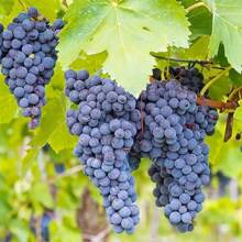 50+ Non-GMO Grape Seeds For Planting, Sweet And Fruity Variety, Fast Climbing Leaves, Home Garden Heirloom Seeds