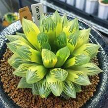 200 Pcs Rare Succulent Seeds Beautiful Flower Seeds Bonsai Seed Perennial Flowers Indoor Plants Grow Plant Planting Garden Home