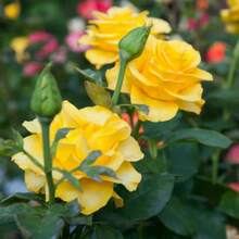 Color Mix 100 PCS Yellow Rose Seed Symbol Of Friendship Perennial Rosa Bush Shrub Striking Landscaping Plant Easy Cultivating - 100 - View 4