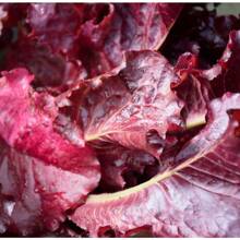 Together Rare Gift 500 Pieces Salad Seeds - High Yield Cucumber, Non-GMO, Free Shipping, Red Leaf Lettuce - 2000粒種子 - 查看 1