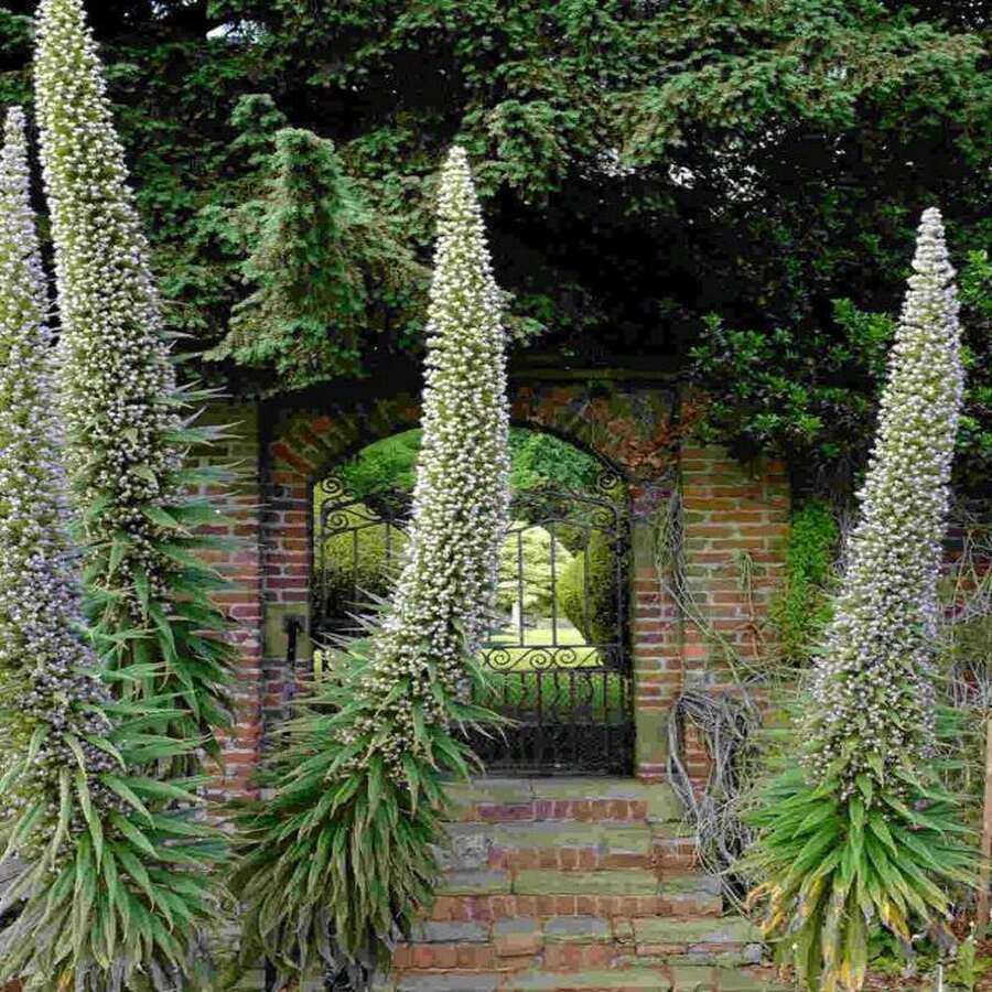 20 ECHIUM 'SNOW TOWER' Seeds--Flower Seeds--Jewel Tower Seeds--Plant Seeds--Gift - 種子 - 查看 1